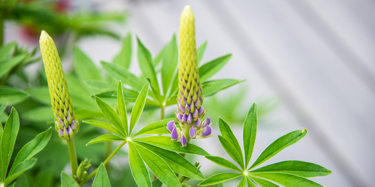 Lupines, Lilacs and Life