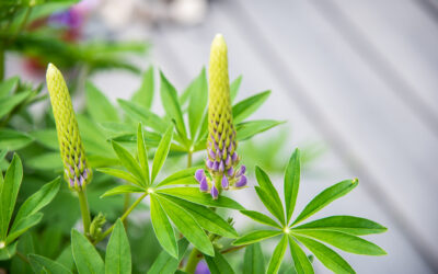 Lupines, Lilacs and Life