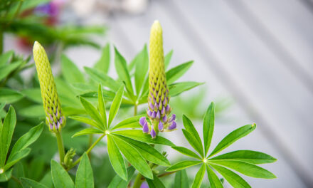Lupines, Lilacs and Life