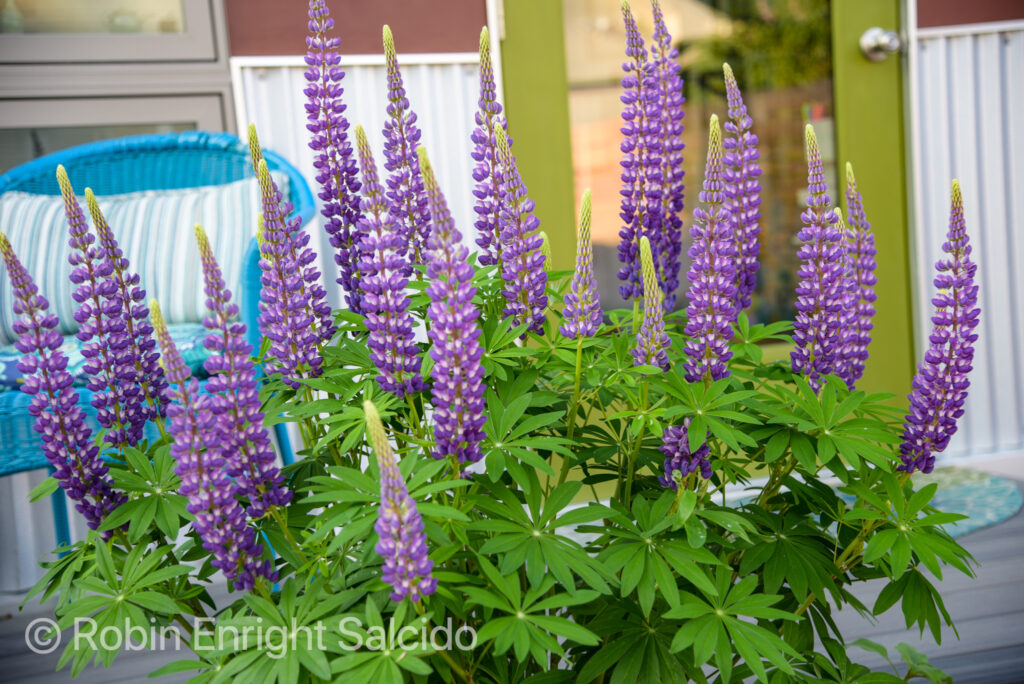 lupines